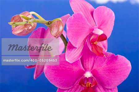 Pink Orchid Isolated on white