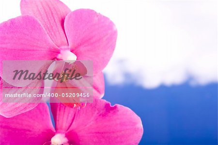 Pink Orchid Isolated on white