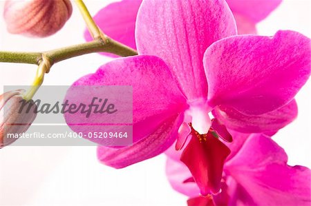 Pink Orchid Isolated on white