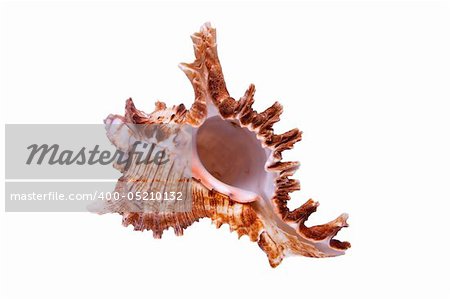 Sea Snail from tropical beach isolated item