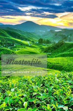 Tea Plantations at Cameron Highlands Malaysia. Sunrise in morning with fog.