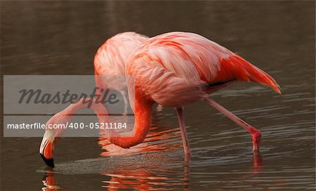 Wonderful red flamingo in the water