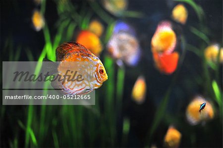 colorful tropical Symphysodon discus fish in an aquarium