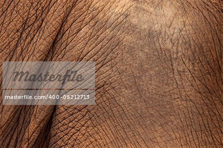 Close up of Elephant skin