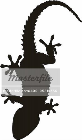 gecko tattoo isolated on withe background