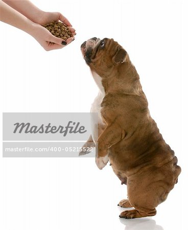 english bulldog stretching up to get a hand full of dog food