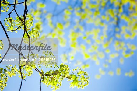 young spring  leaves against the blue sky / with copy space for you