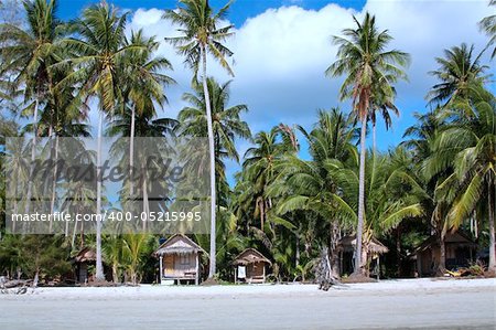 Beach huts under coconut palms