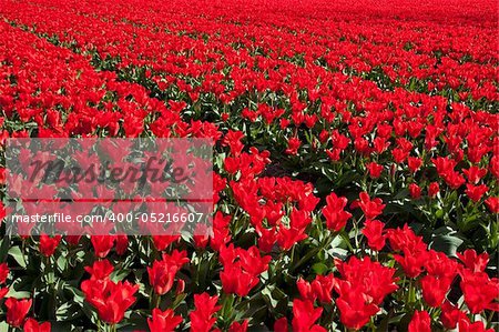 Field of red tulips. Dutch flower industry. The Netherlands