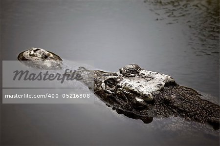 Muzzle of the crocodile close up. A crocodile farm on island Lankgavi