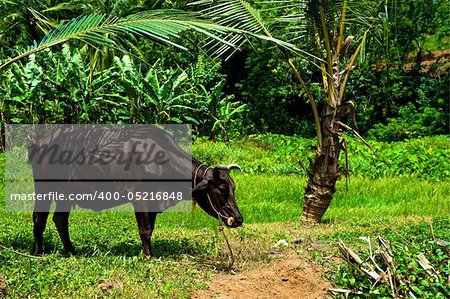 A cow grazing in a field in Kerala, India