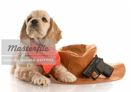 american cocker spaniel puppy dressed up as a cowboy with hat and gun with reflection on white background