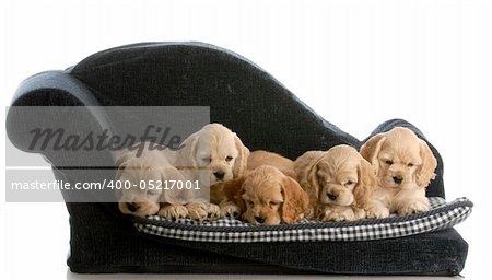 litter of cocker spaniel puppies on a dog bed with reflection on white background