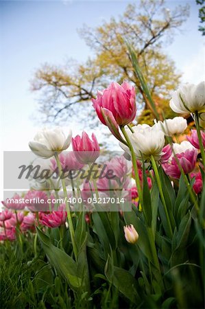 delicate tulips in the spring