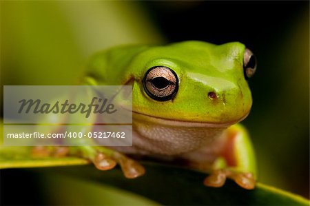 closeup view of a green tree frog sitting on a leaf.  Part of a series