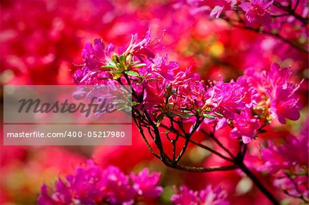 Colorful flowers. Close shot. Keukenhof - park in the Netherlands