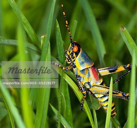 Macro of a bright coloured grasshopper sitting on grass