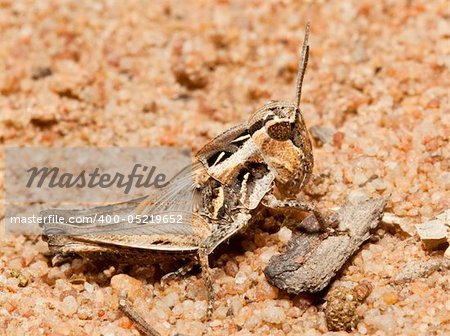 Macro of a brown grasshopper sitting on the ground