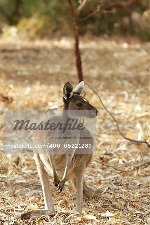 Kangaroo Animal in the Wild at Australia