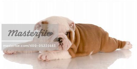 seven week old red and white english bulldog puppy laying down with reflection on white background