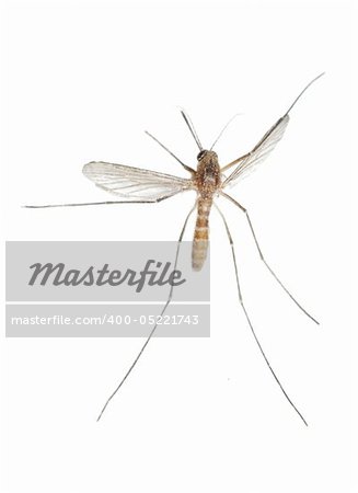 Mosquito bug isolated in white background