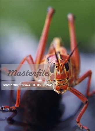 A close up of a red grasshopper in the Florida Keys