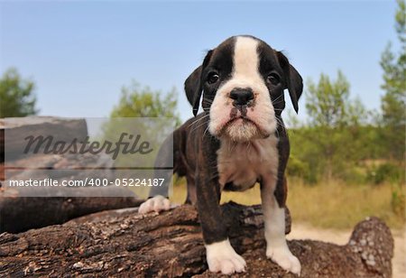 portrait of a cute little puppy purebred boxer, focus on the nose.