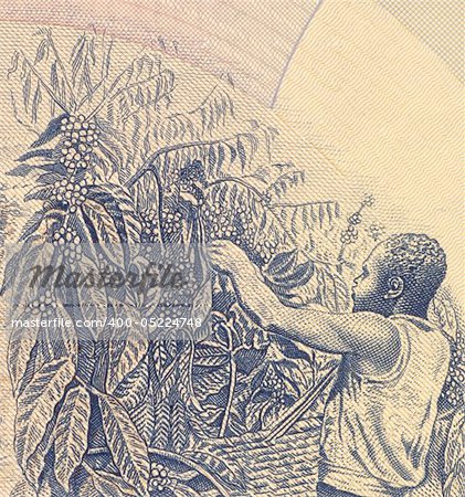 Coffee Harvesting on 500 Shillings 1983 Banknote from Uganda.
