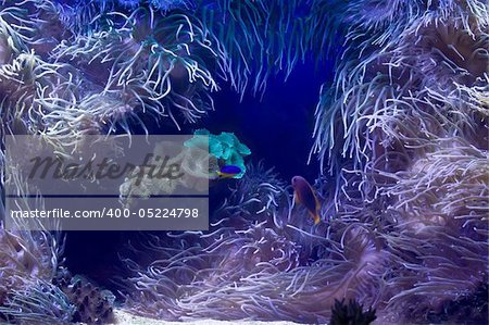 Beautiful underwater life background