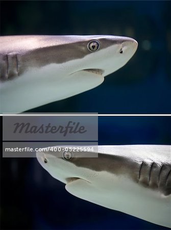 Reef Shark swimming over tropical coral reef