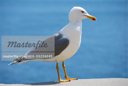 sea bird seagull. nature closeup