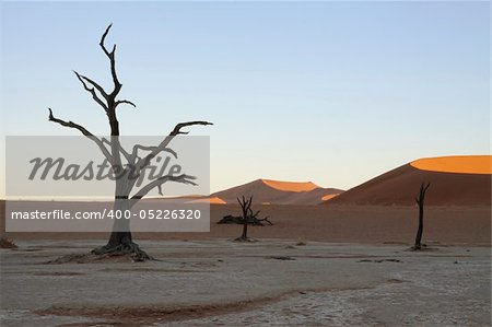 Dead tree and dunes at Dead Vlei at Sossusvlei in Namibia