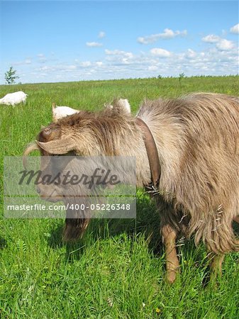 Hornless brown goat at the meadow