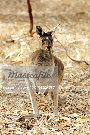 Cute Young Kangaroo Taken in the Wild