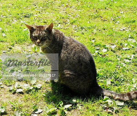 detail of cat on green grass