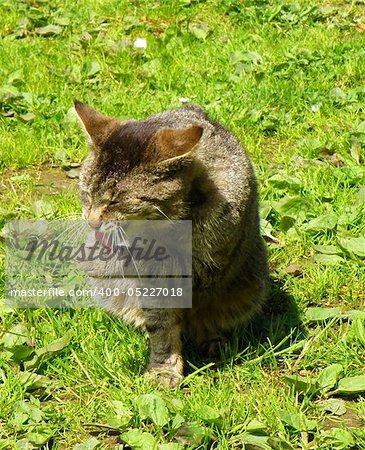 detail of cat on green grass