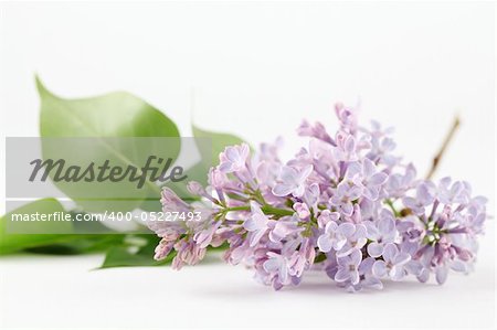 Beautiful fragrant purple-blue lilac on white background