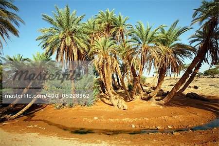 D`Oum Laalag Oasis in Sahara Desert, Morocco, Africa