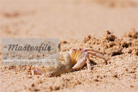 Crab burrowing a hole in the beach sand