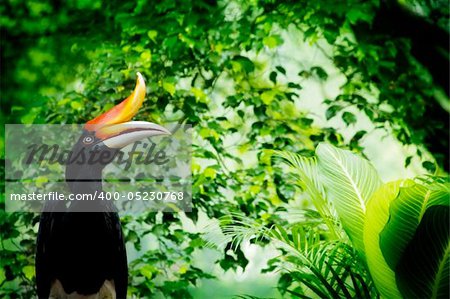 Borneo exoctic great hornbill in tropical rainforest, Malaysia.