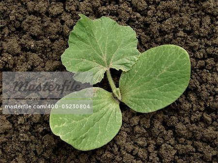 young pumpkin sprout on the vegetable bed