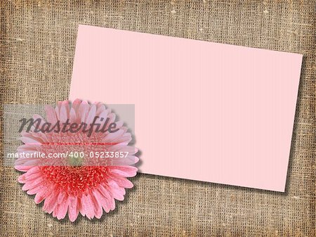 One pink flower with message-card on  textile background. Close-up. Studio photography.