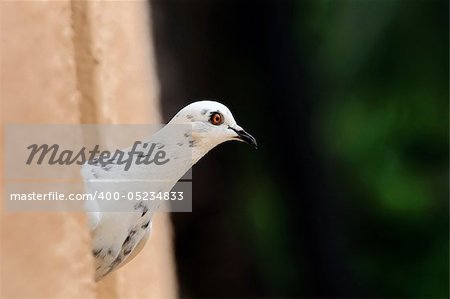 A white pigeon peeking out of a building
