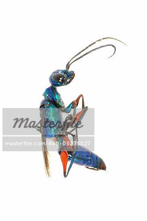 digger wasp isolated in white
