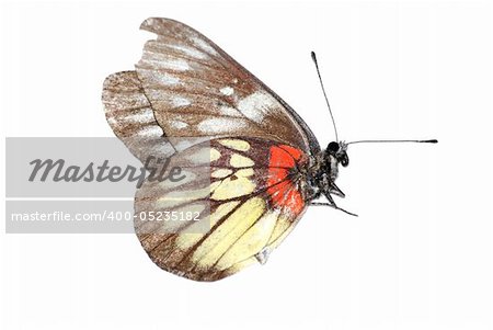 butterfly isolated in white background.
