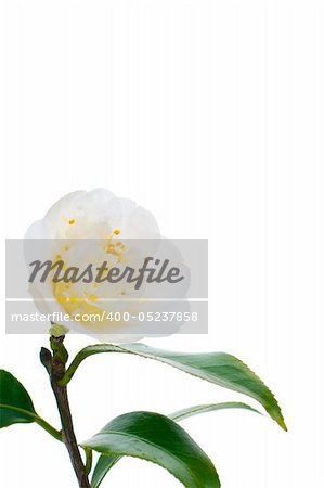 White camelia flower and some leafs isolated on white background.