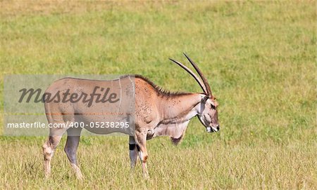 A eland (Taurotragus) portrait in a national park. Shallow depth of field and background blurred