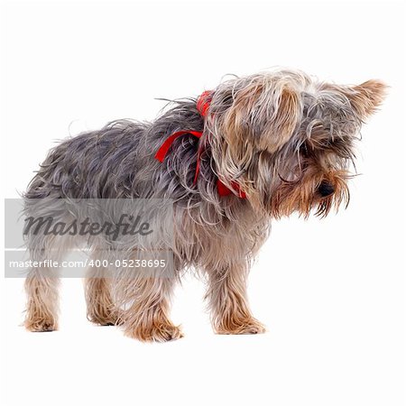 a small curious yorkshire terrier seated over white
