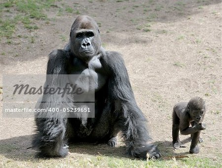 Gorillas in the zoo, big and important.