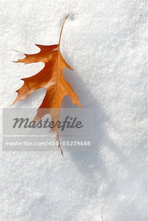 Brown leaf in November fell to an early snow.